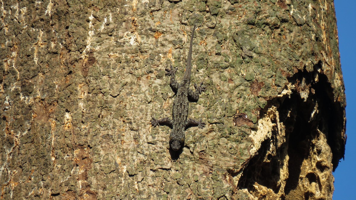 Flathead Leaf-toed Gecko - ML639934391