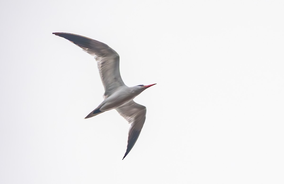 Caspian Tern - ML639934429