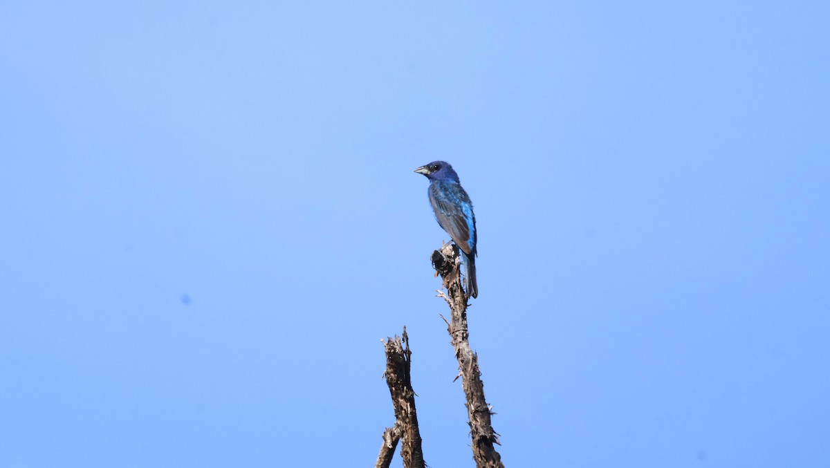 Indigo Bunting - ML639934485