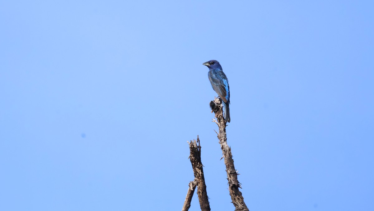 Indigo Bunting - ML639934486