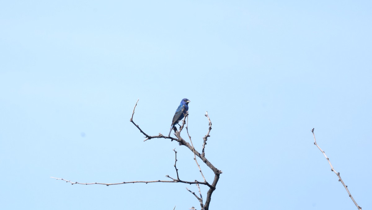Indigo Bunting - ML639934487