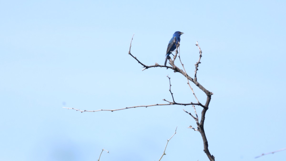 Indigo Bunting - ML639934488