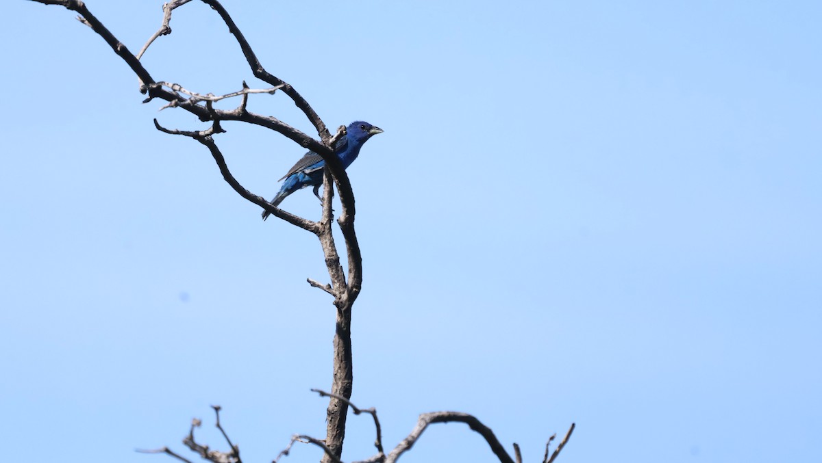 Indigo Bunting - ML639934489