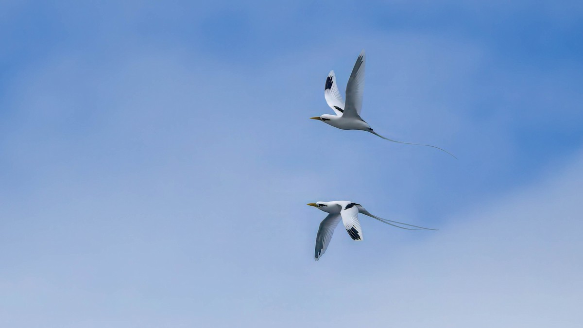 White-tailed Tropicbird - ML639934536