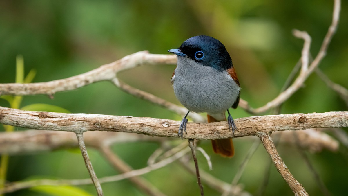 Mascarene Paradise-Flycatcher - ML639934556