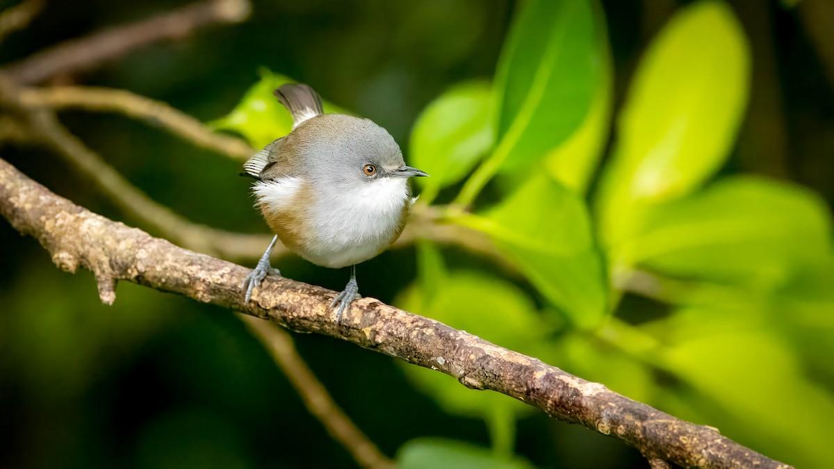 Reunion Gray White-eye - ML639934569