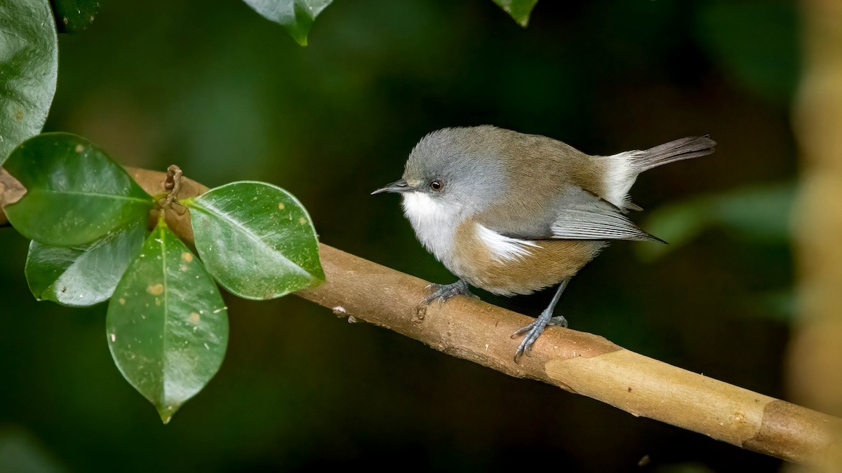 Reunion Gray White-eye - ML639934570