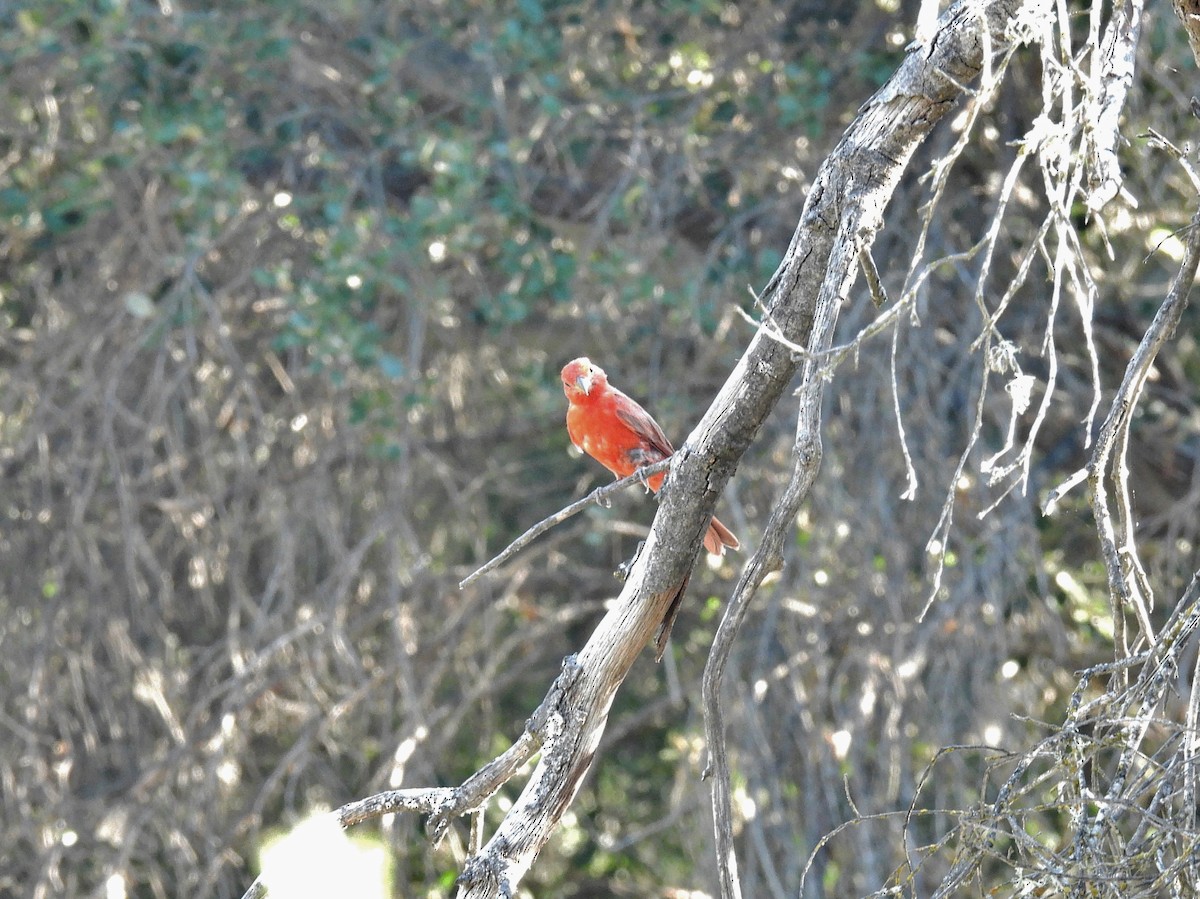 Summer Tanager - ML639934594
