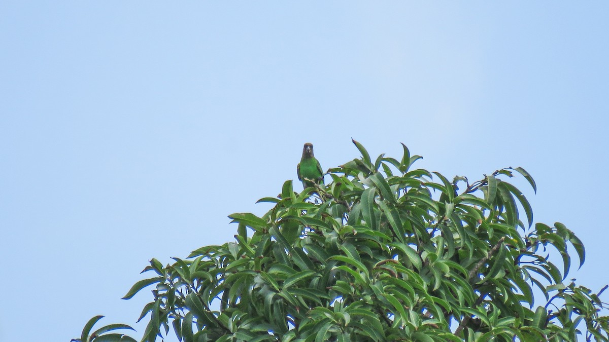 Brown-headed Parrot - ML639934599