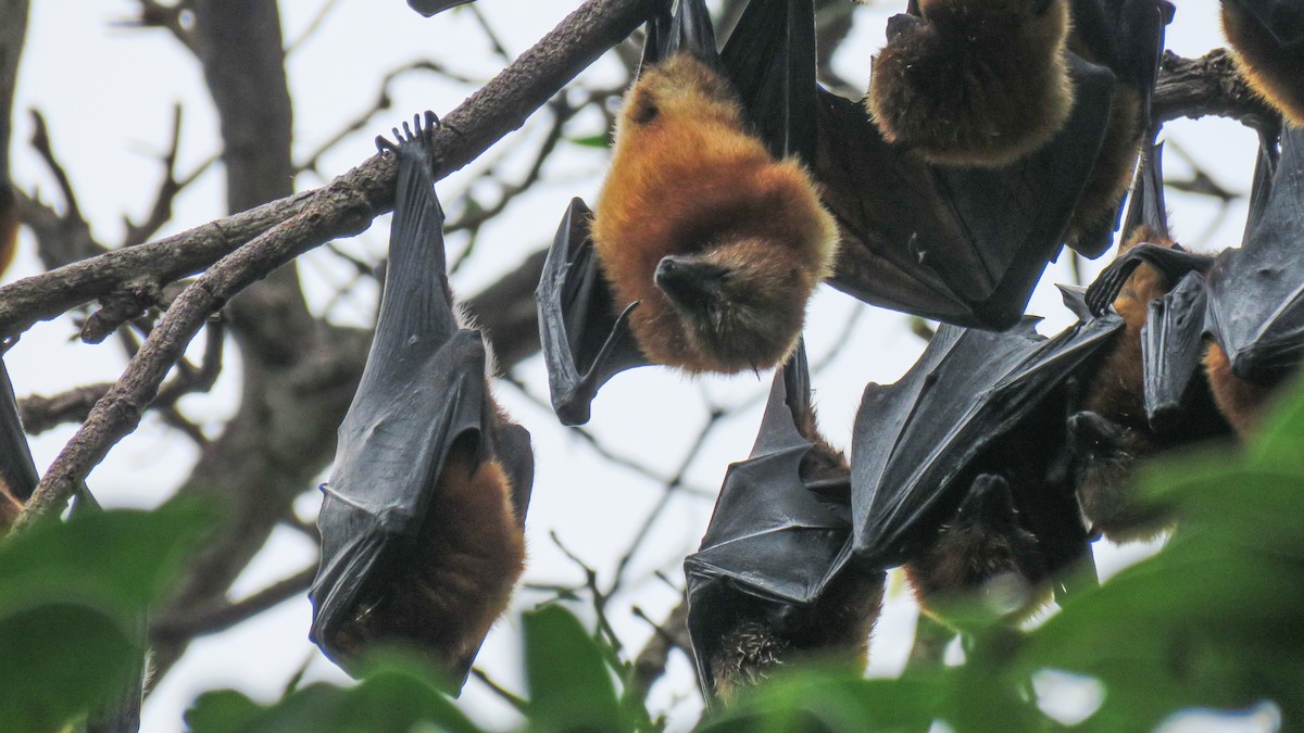 Pemba Flying-fox - ML639934614