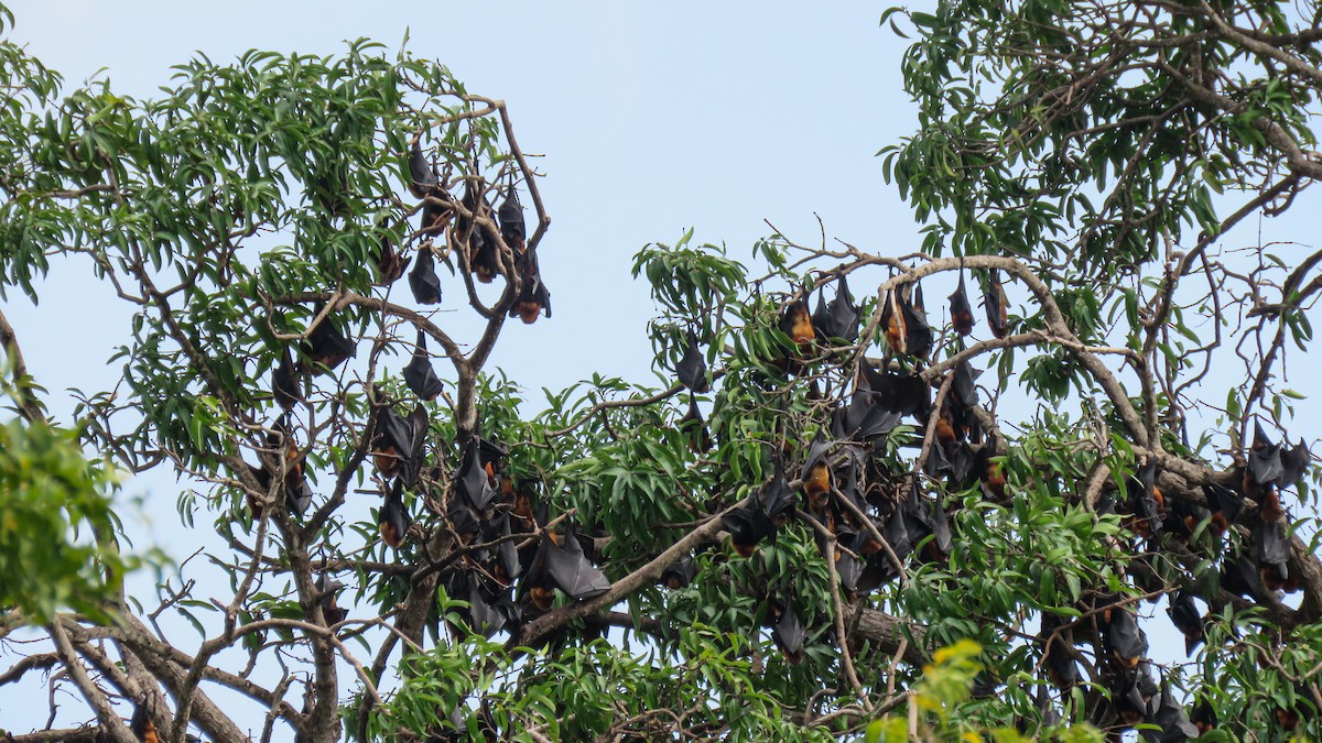 Pemba Flying-fox - ML639934615