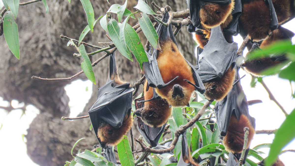 Pemba Flying-fox - ML639934616
