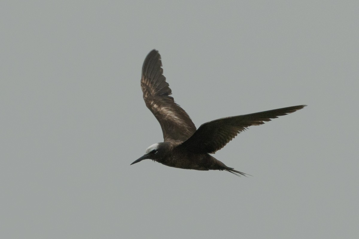 Black Noddy - ML639934631