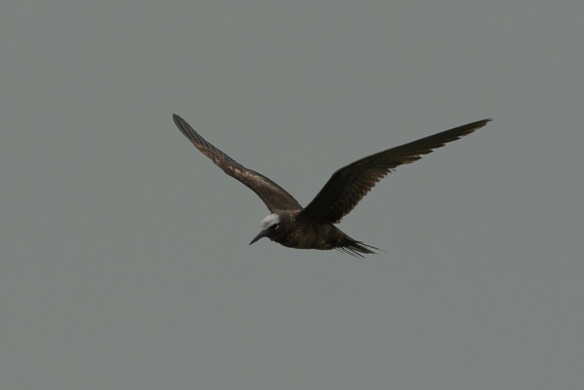 Black Noddy - ML639934632