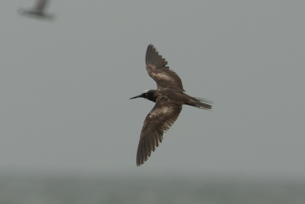 Black Noddy - ML639934633