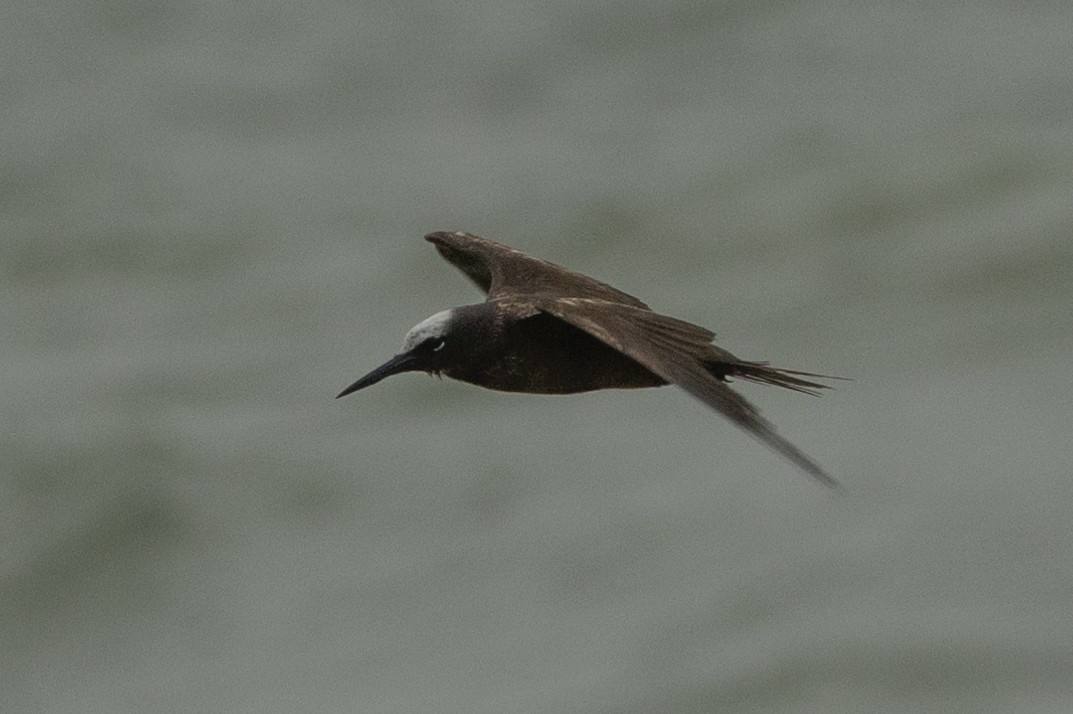 Black Noddy - ML639934634