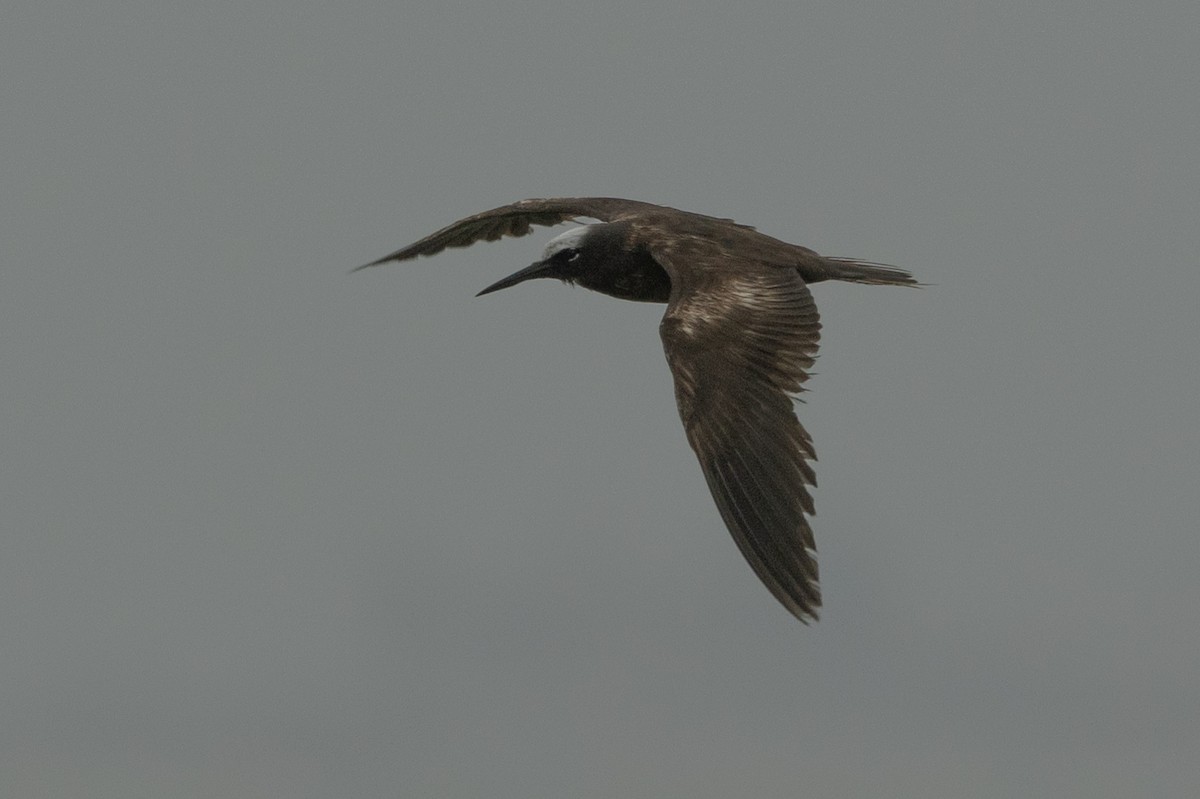 Black Noddy - ML639934635