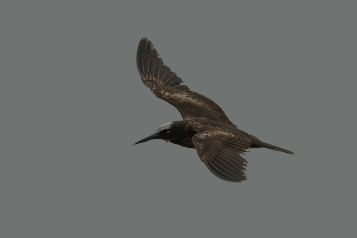 Black Noddy - ML639934636