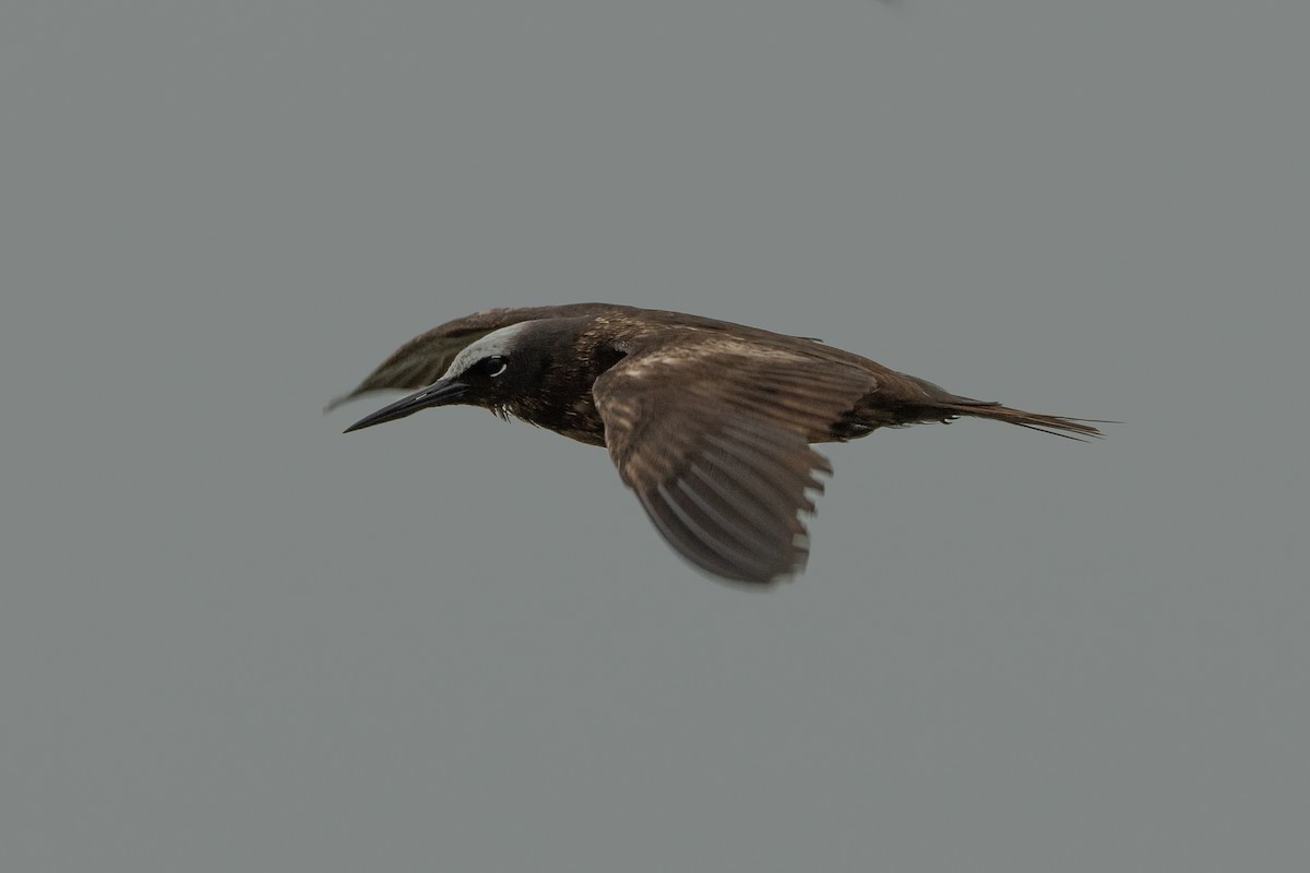 Black Noddy - ML639934637