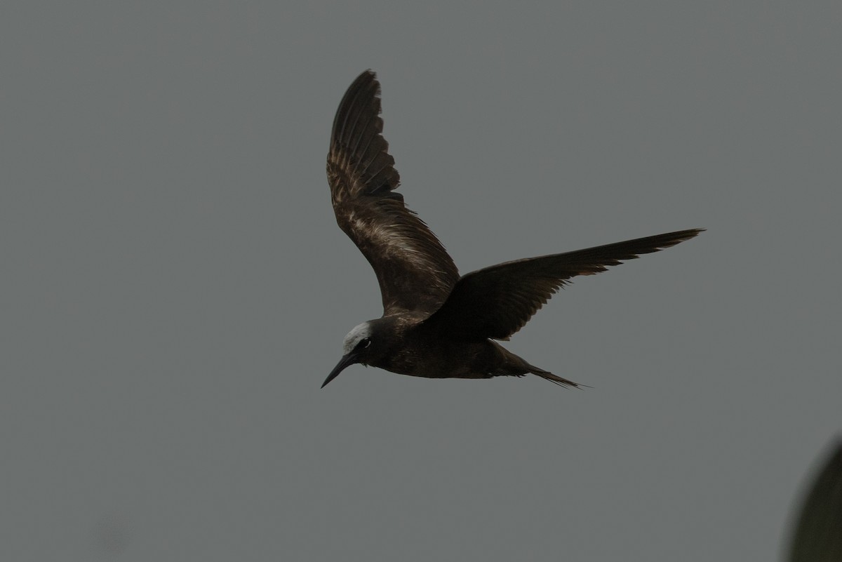 Black Noddy - ML639934639