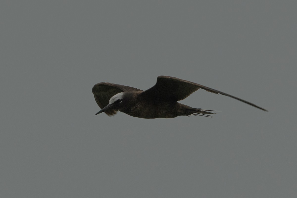 Black Noddy - ML639934640