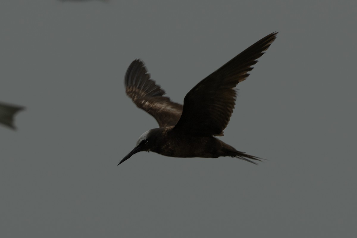 Black Noddy - ML639934641