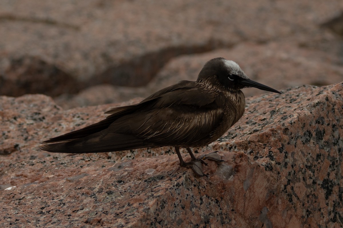 Black Noddy - ML639934642