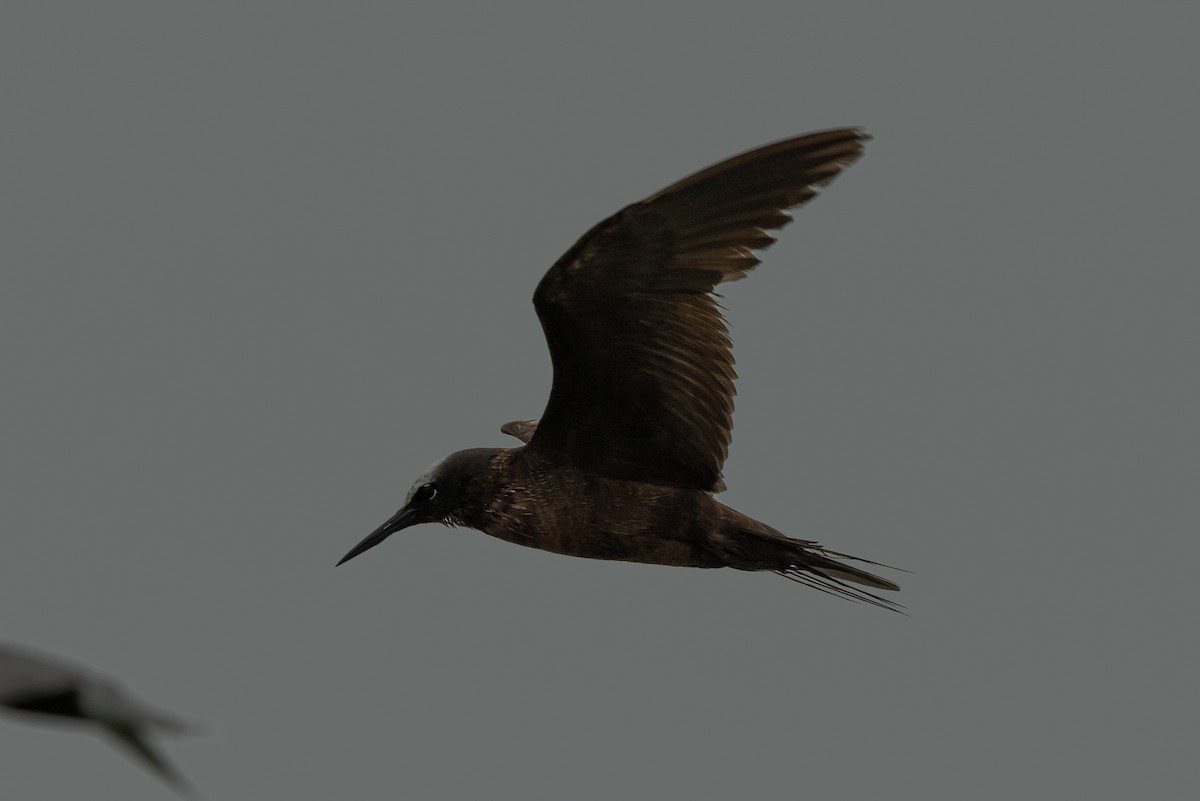 Black Noddy - ML639934643