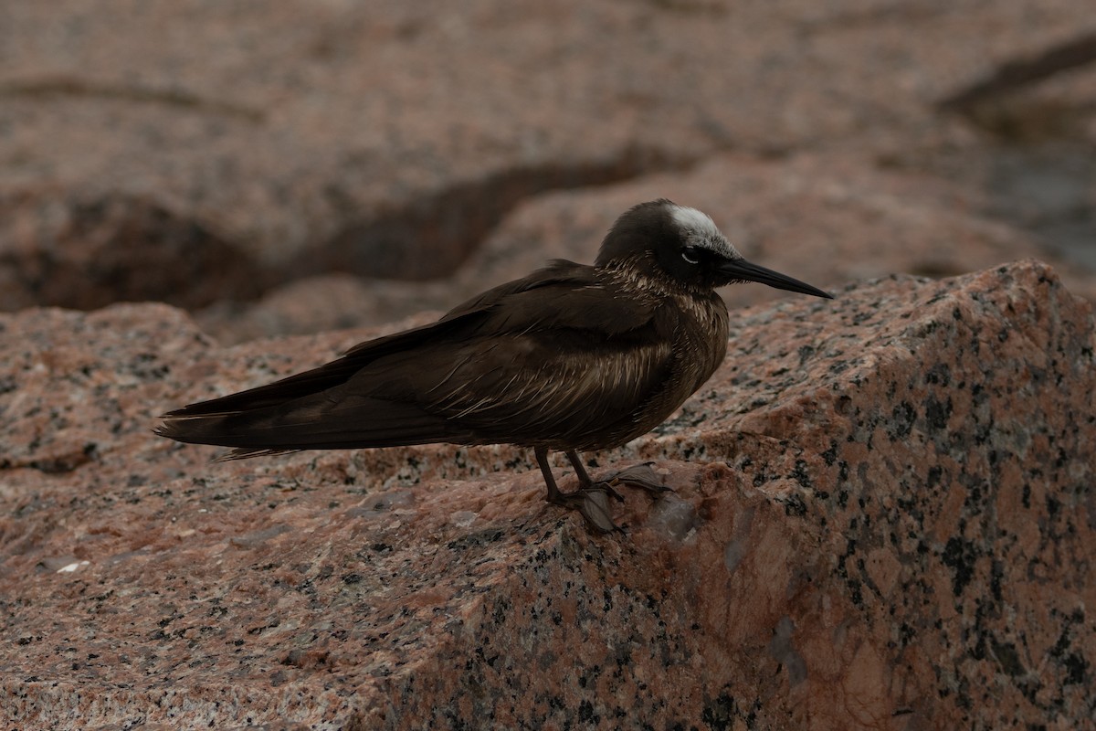 Black Noddy - ML639934644