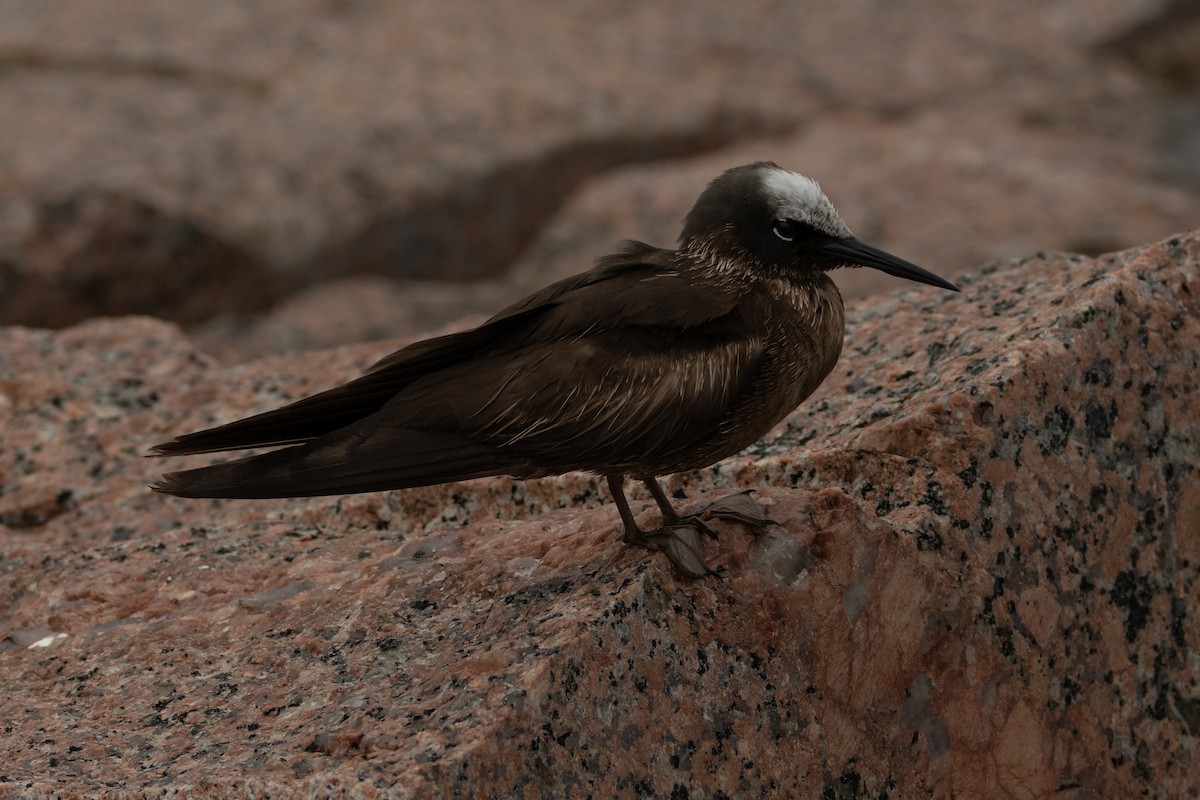Black Noddy - ML639934645