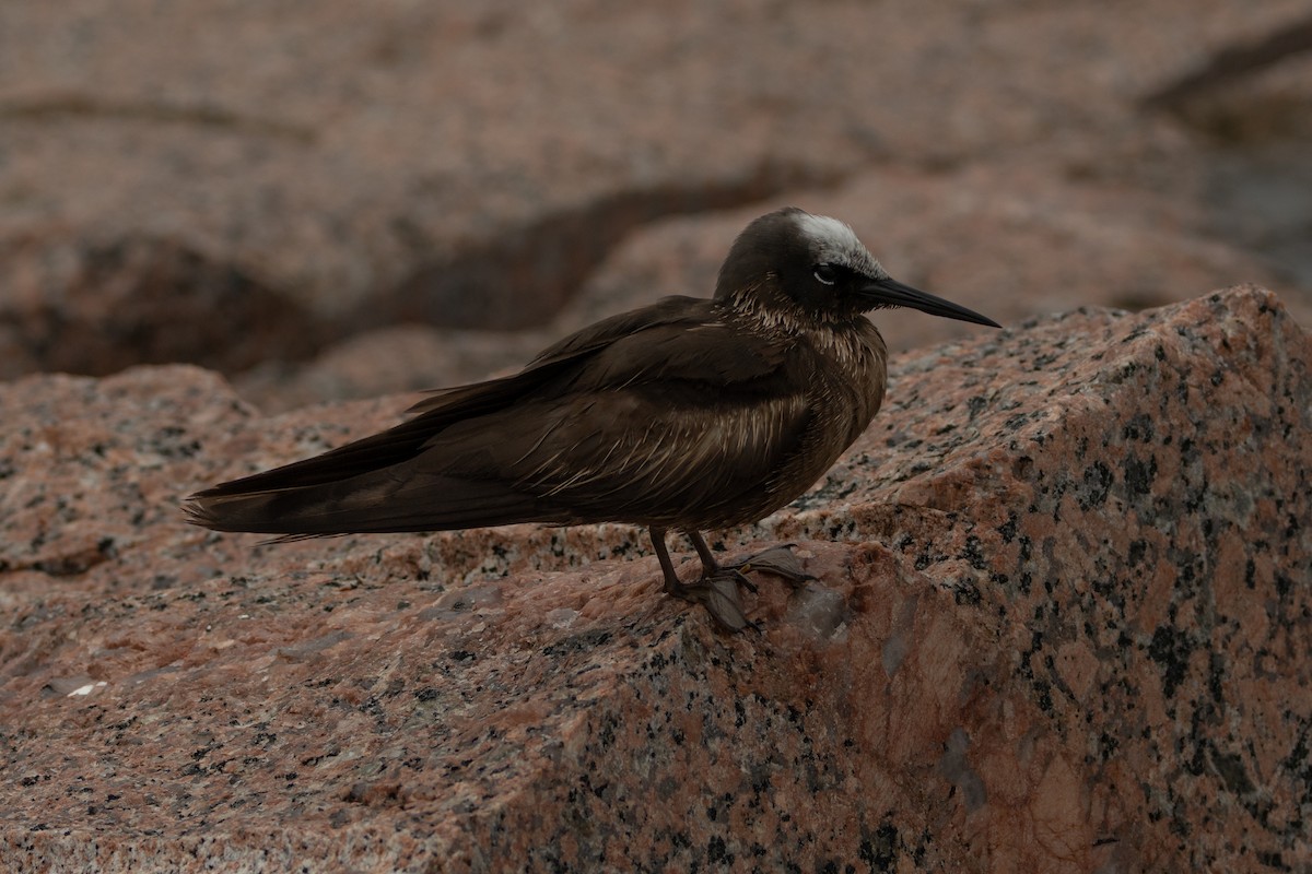 Black Noddy - ML639934646