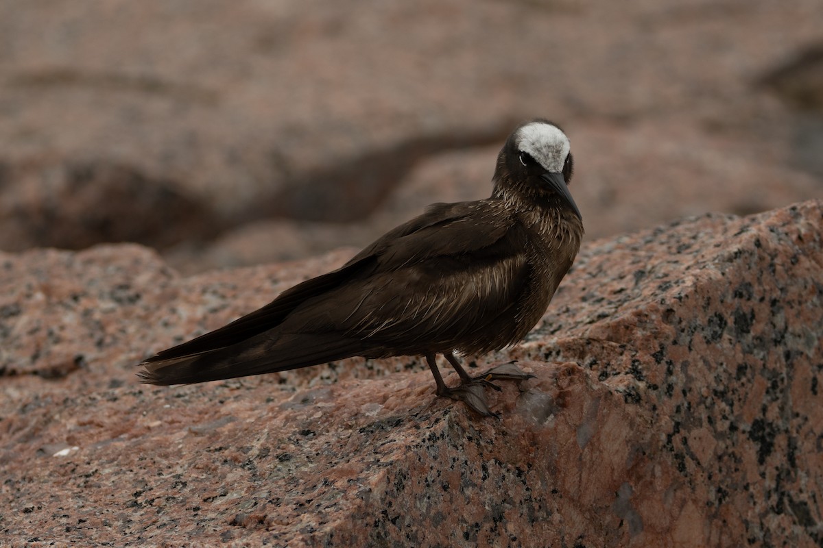 Black Noddy - ML639934647