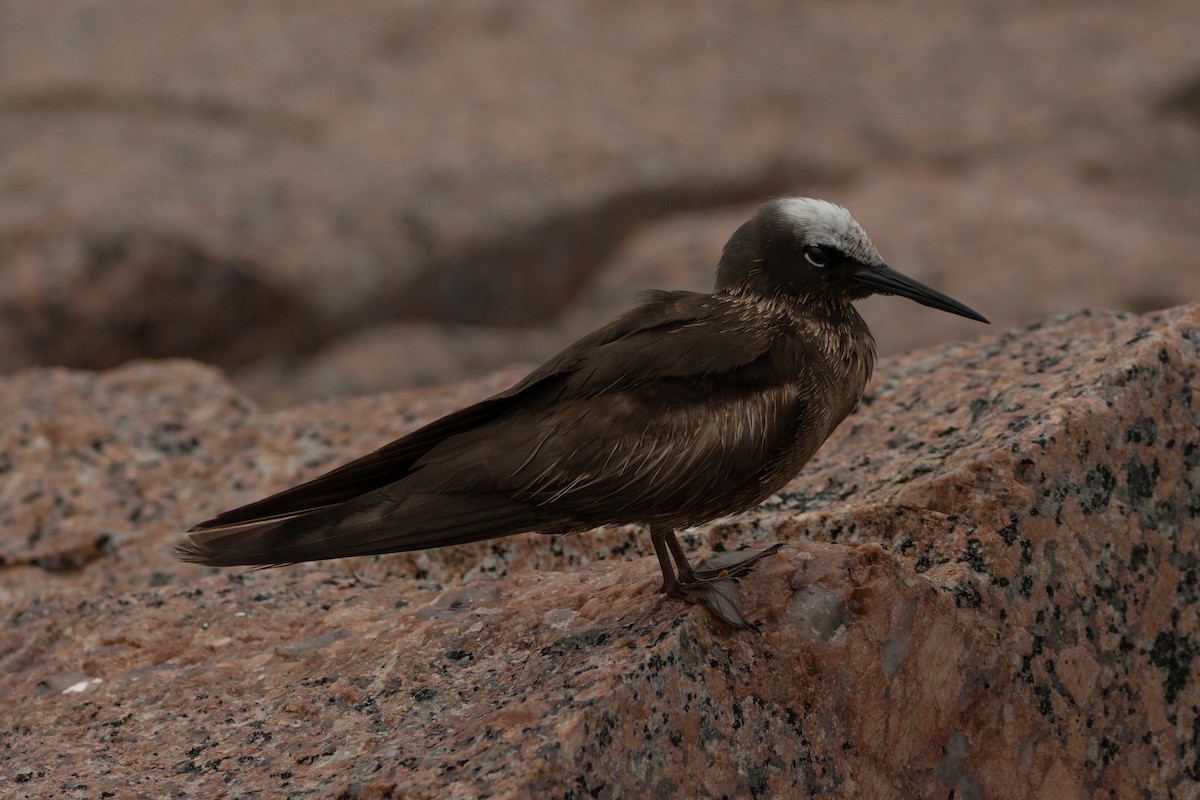 Black Noddy - ML639934648