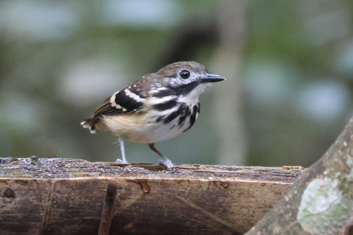 Dot-backed Antbird - ML639934705