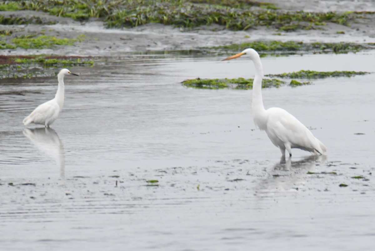 Great Egret (American) - ML639934776