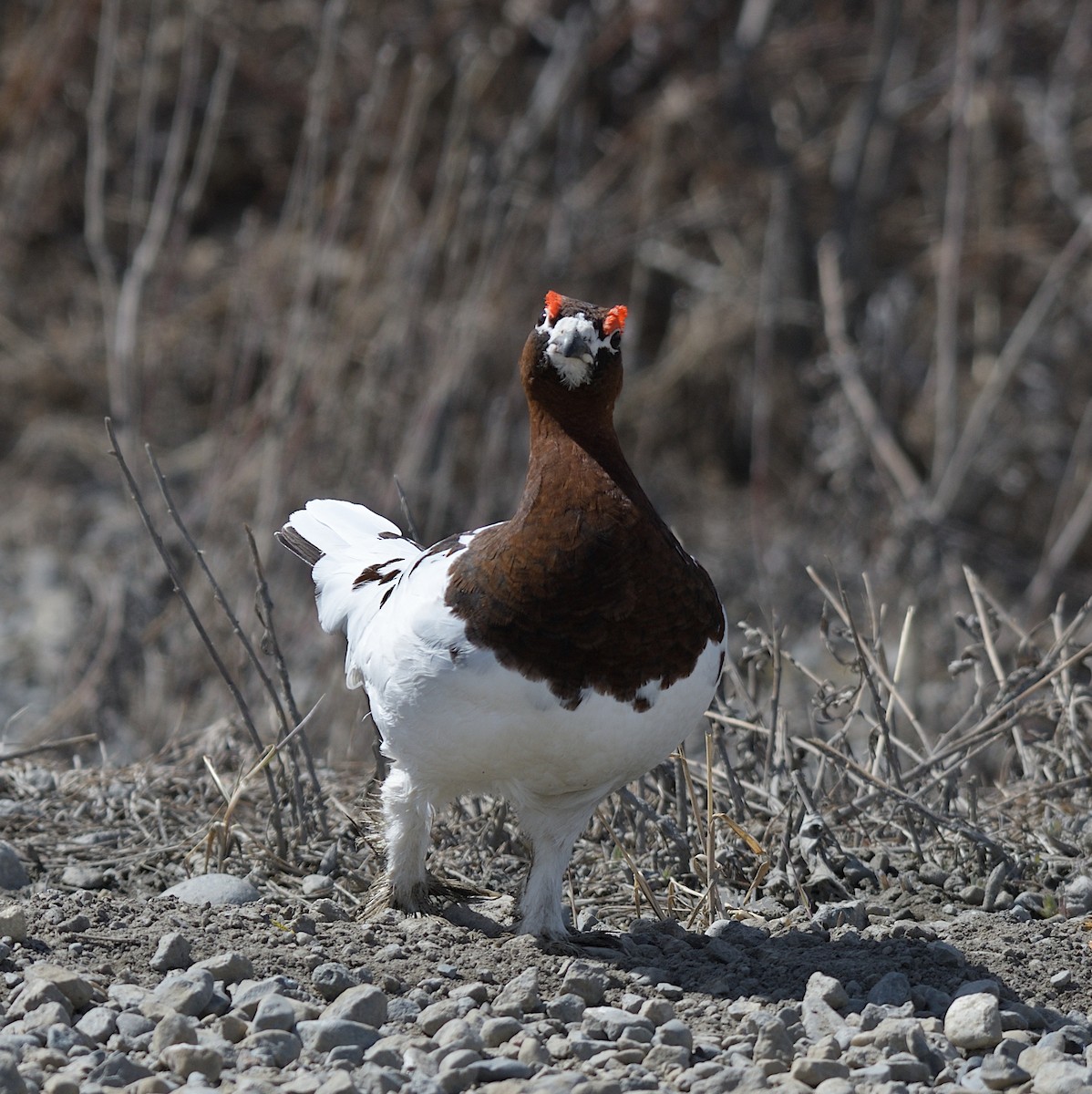 Willow Ptarmigan - ML639934834