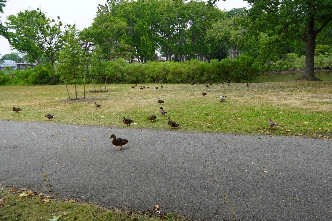 Mallard - ML639934918