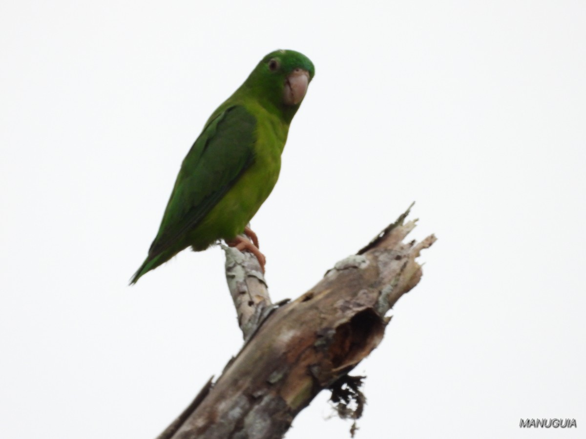Riparian Parrotlet - ML639934940
