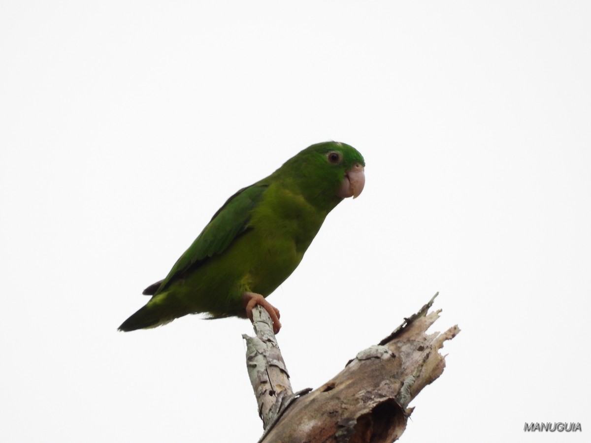 Riparian Parrotlet - ML639934941