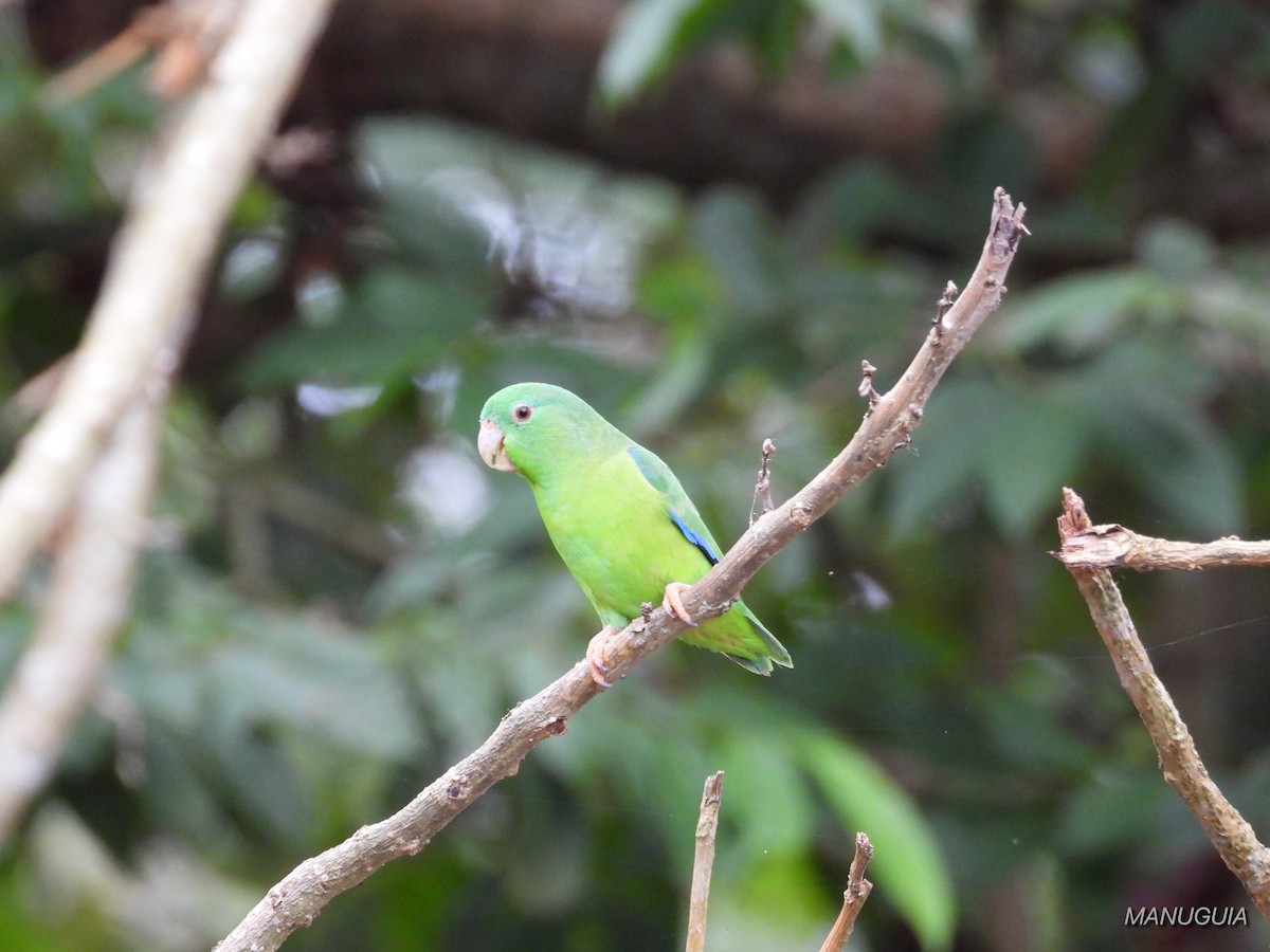 Riparian Parrotlet - ML639934942