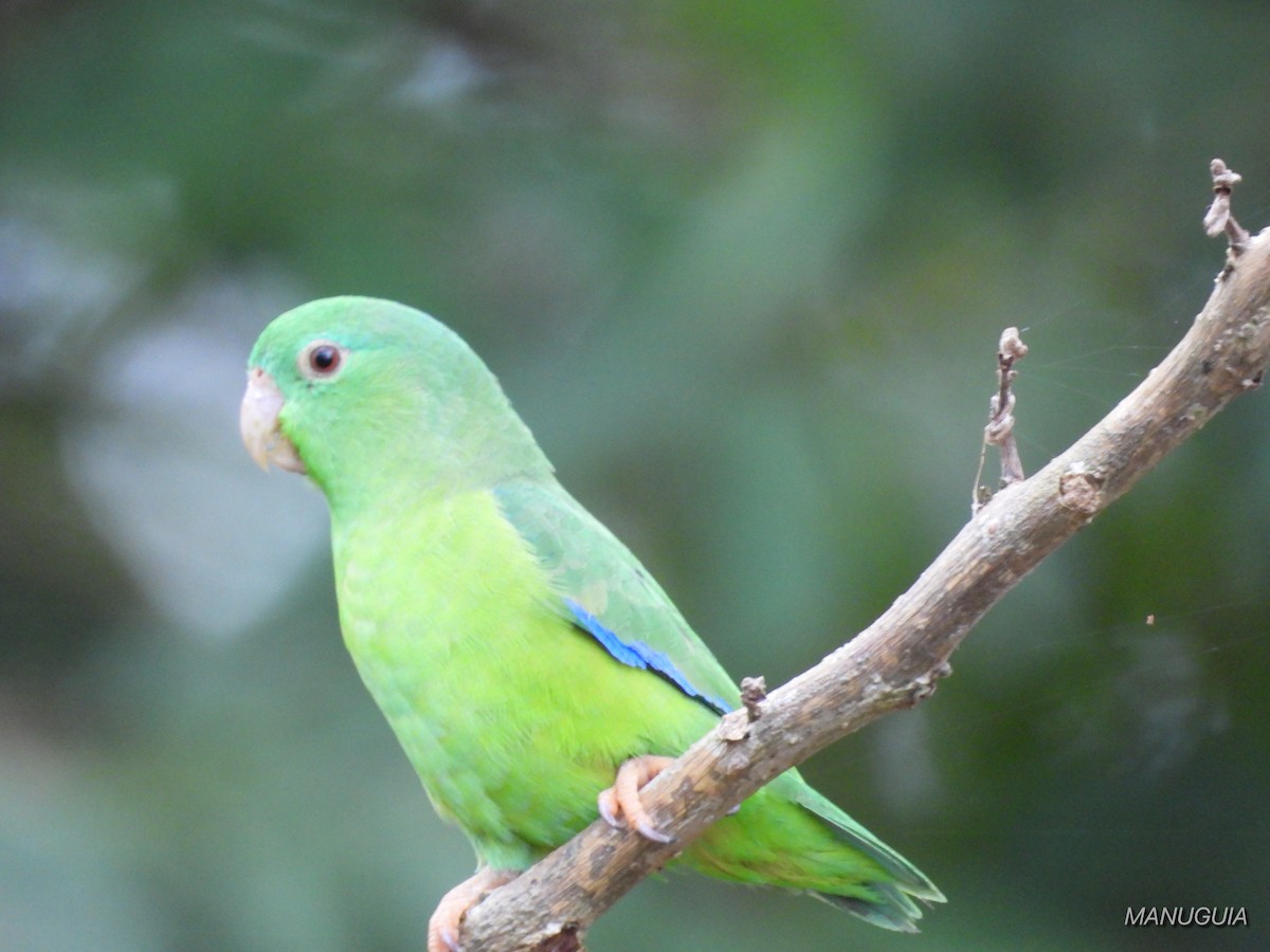 Riparian Parrotlet - ML639934943