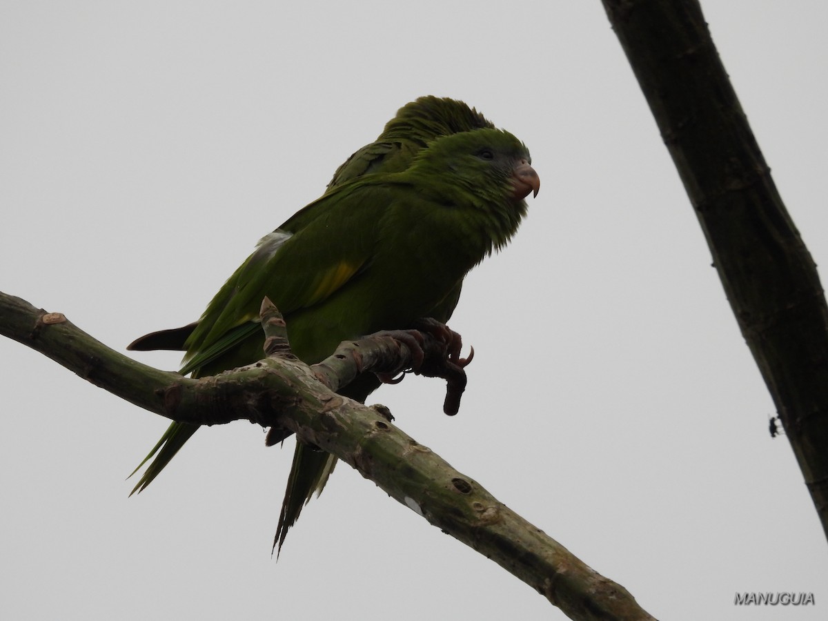 White-winged Parakeet - ML639934950