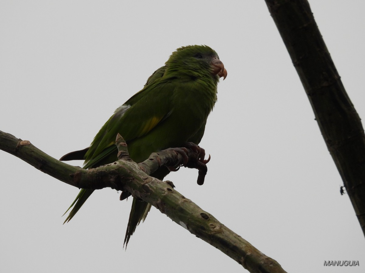 White-winged Parakeet - ML639934951