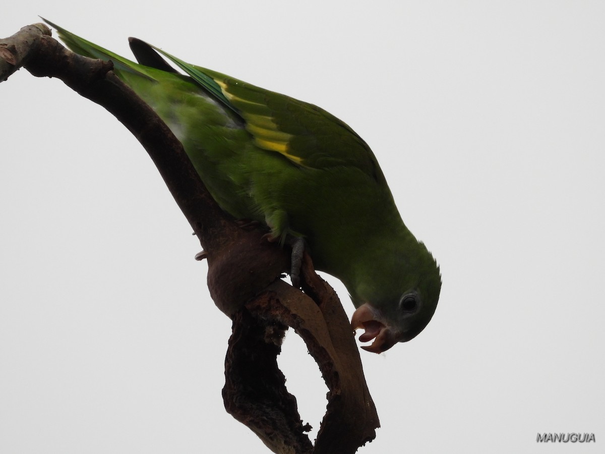 White-winged Parakeet - ML639934952