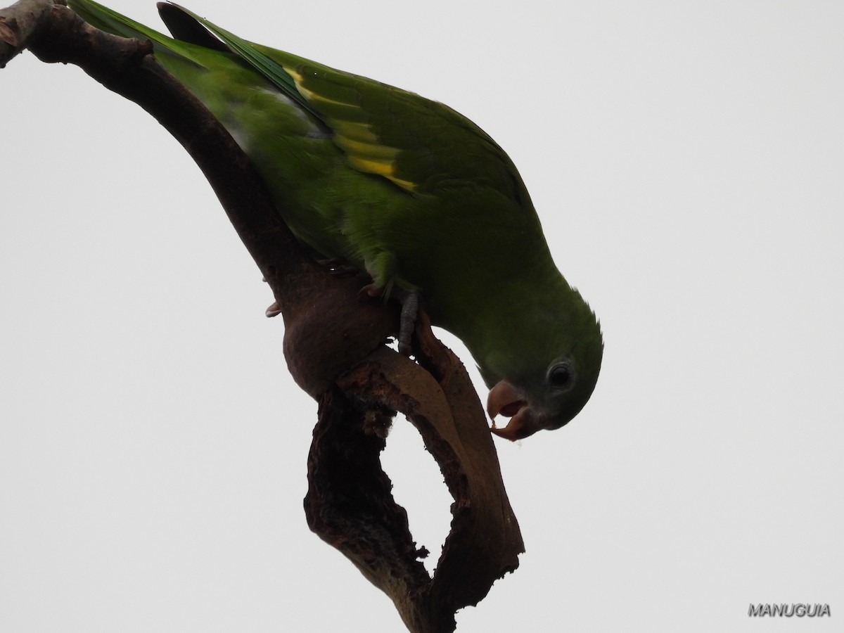 White-winged Parakeet - ML639934953
