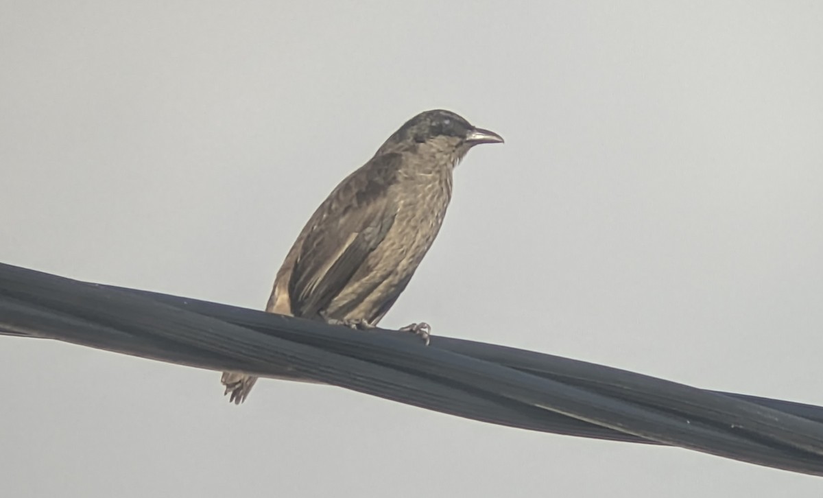 Polynesian Starling - ML639935012