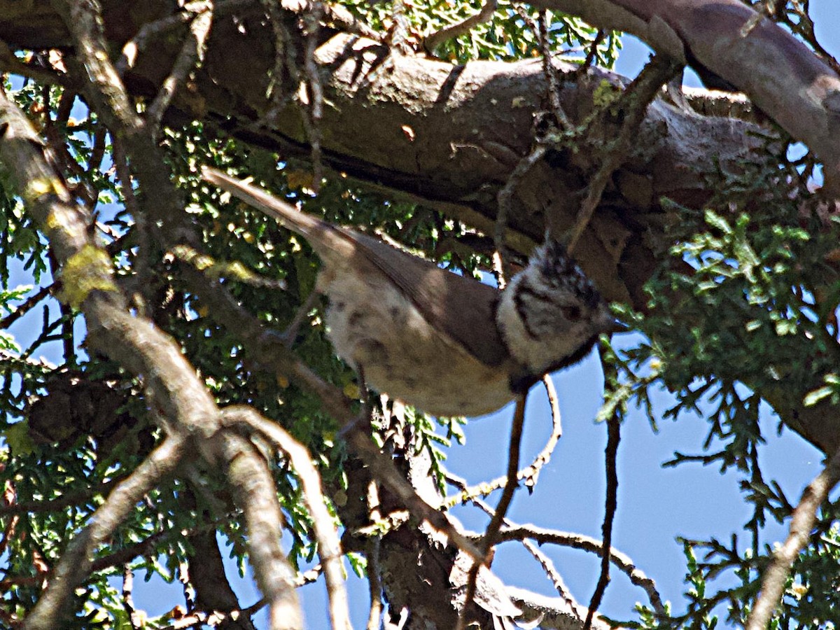 Crested Tit - ML639935018