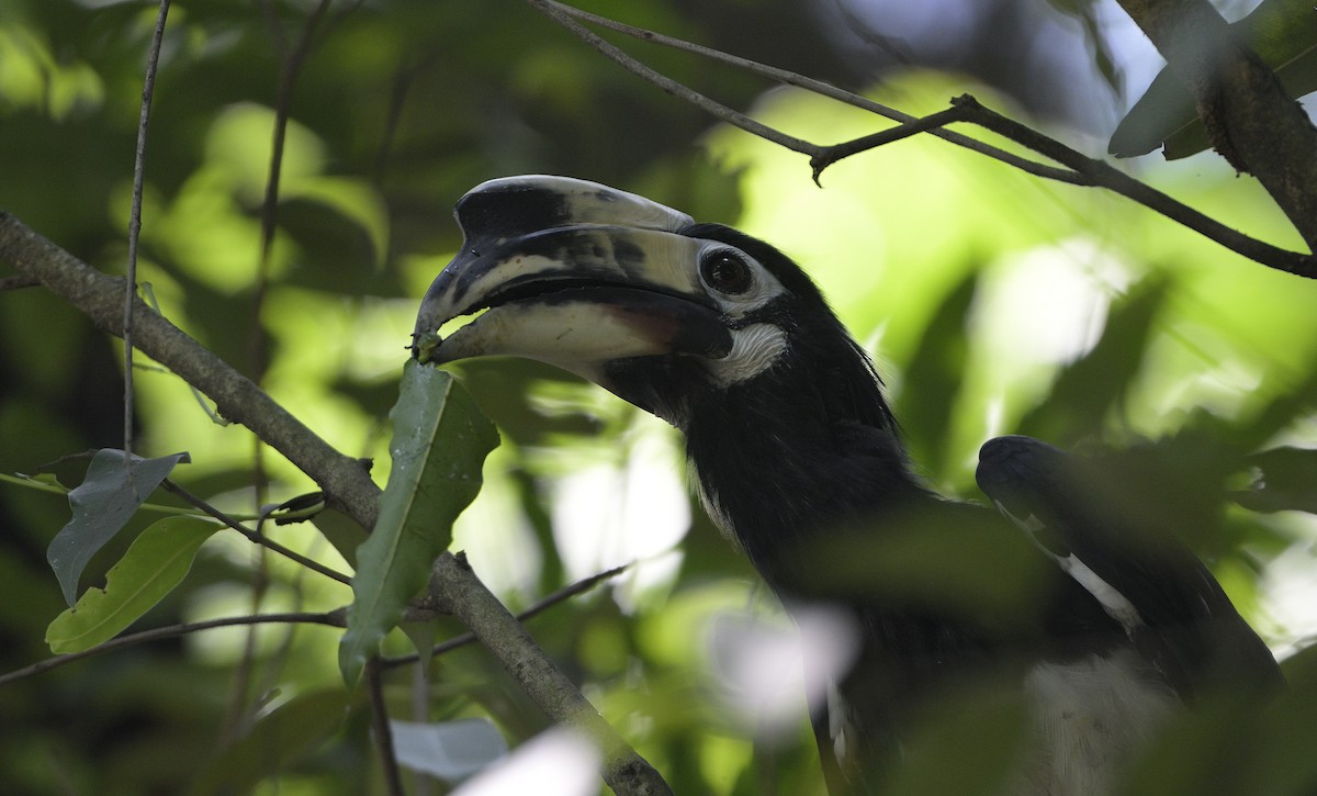 Oriental Pied-Hornbill - ML639935042