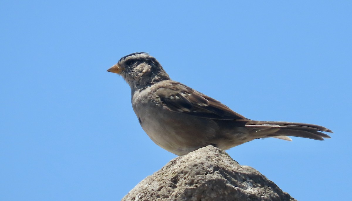 White-crowned Sparrow - ML639935070
