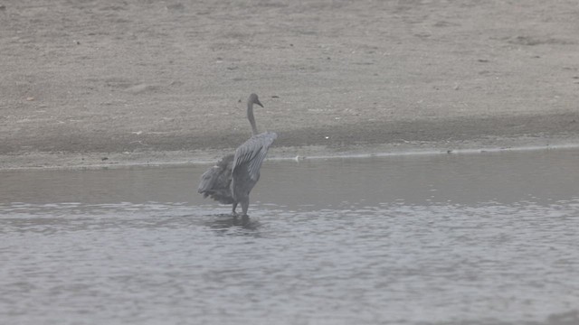 アカクロサギ - ML639935099